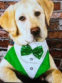 Check out all the adorable photos you sent us of your dogs on National Dog Day!