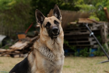 Check out all the adorable photos you sent us of your dogs on National Dog Day!