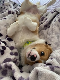 Check out all the adorable photos you sent us of your dogs on National Dog Day!