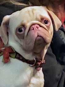 Check out all the adorable photos you sent us of your dogs on National Dog Day!