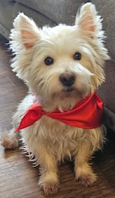 Check out all the adorable photos you sent us of your dogs on National Dog Day!