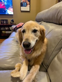 Check out all the adorable photos you sent us of your dogs on National Dog Day!
