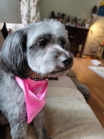 Check out all the adorable photos you sent us of your dogs on National Dog Day!