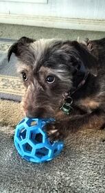 Check out all the adorable photos you sent us of your dogs on National Dog Day!