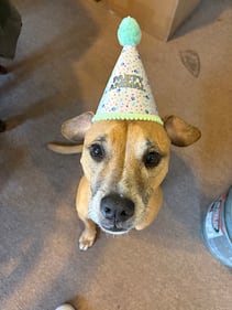 Check out all the adorable photos you sent us of your dogs on National Dog Day!