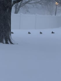 Check out all the snow photos you sent us on February 23rd, 2026. Want to see your photo featured? Upload it now inside our smartphone app.