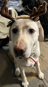 Check out all the adorable photos you sent us of your dogs on National Dog Day!