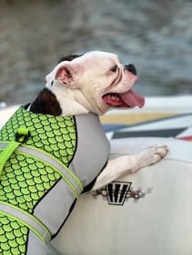 Check out all the adorable photos you sent us of your dogs on National Dog Day!