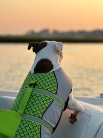 Check out all the adorable photos you sent us of your dogs on National Dog Day!