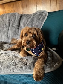 Check out all the adorable photos you sent us of your dogs on National Dog Day!