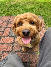 Check out all the adorable photos you sent us of your dogs on National Dog Day!