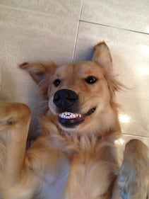Check out all the adorable photos you sent us of your dogs on National Dog Day!