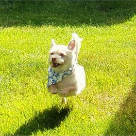 Check out all the adorable photos you sent us of your dogs on National Dog Day!