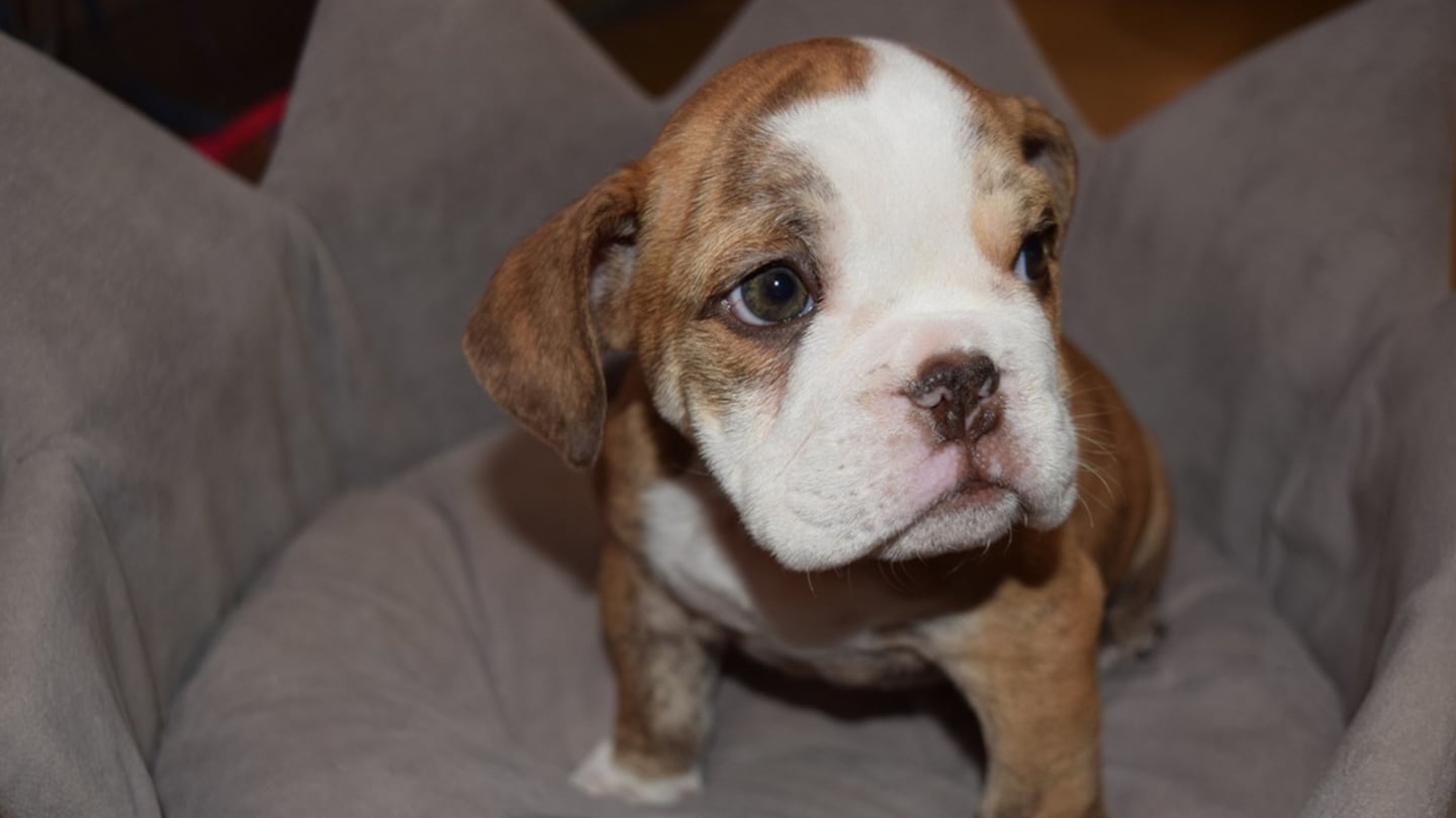 One puppy was returned by a woman who saw news reports about the theft.