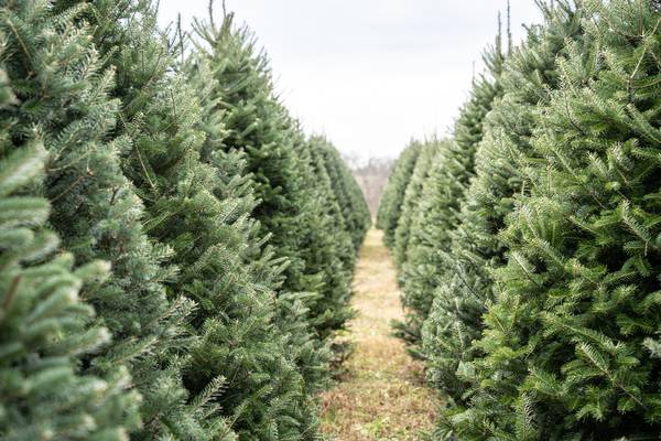 Live Christmas trees likely to be more expensive this holiday season