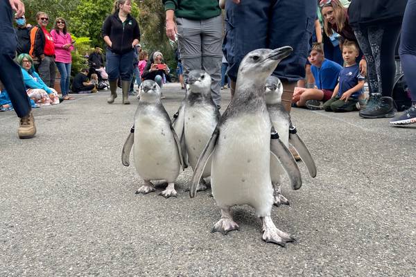 New graduates of ‘fish school’ celebrate with ‘March of the Penguins’