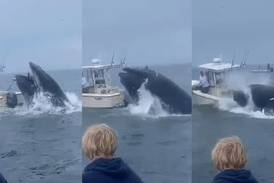 WATCH: Whale Capsizes Boat Of New Hampshire Coast
